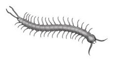 Centipede