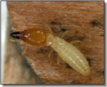 Termite Big Head
