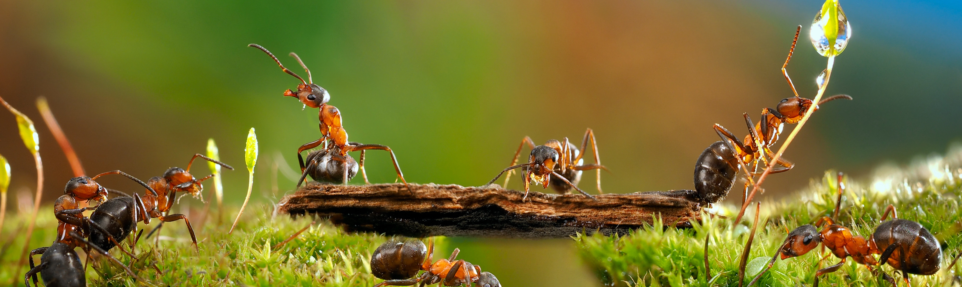 Working Together to Grow the Pest Management Industry