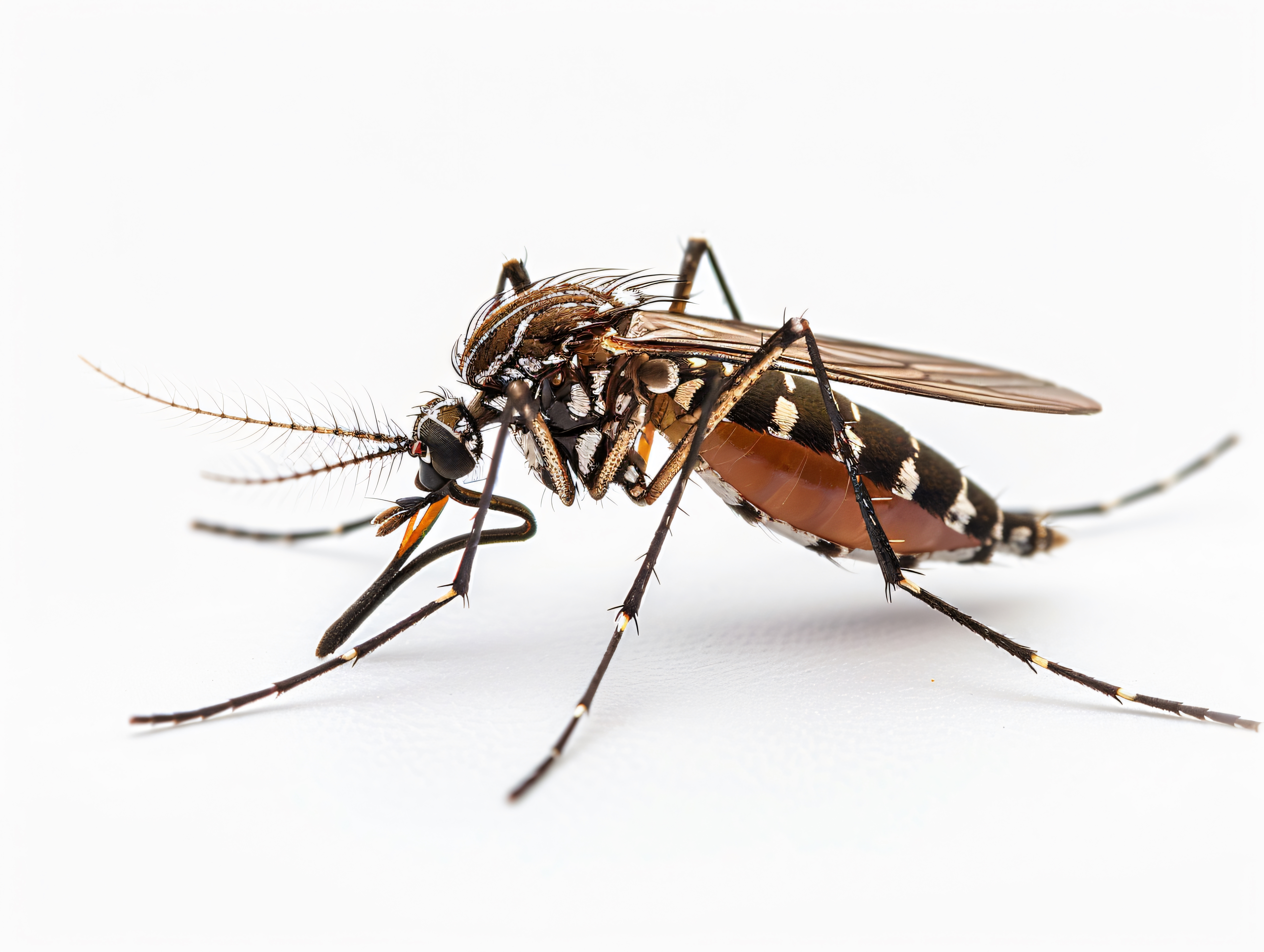 Calling All Techs Who Are Cat 8 Certified - or Attemping Cat 8 Exam